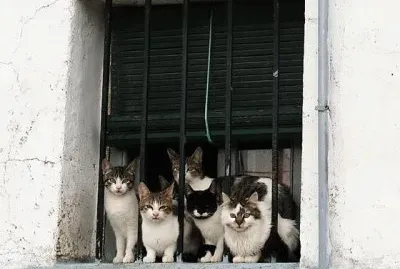 REUNION DE GATOS jigsaw puzzle