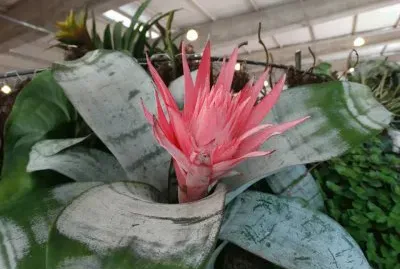 flores jigsaw puzzle