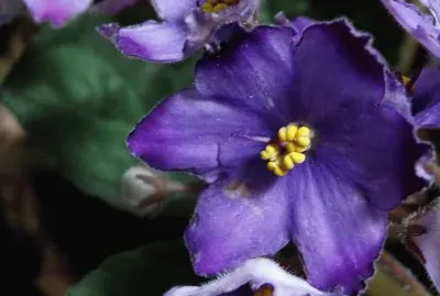 flores