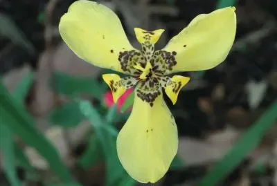 flores