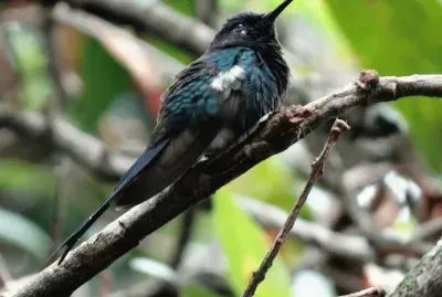 Beija flor jigsaw puzzle