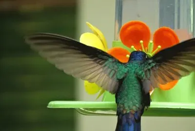 Beija flor jigsaw puzzle