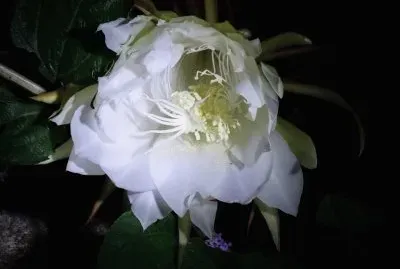flores