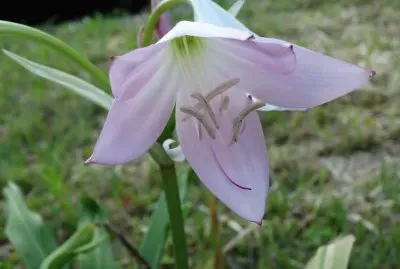 Flores