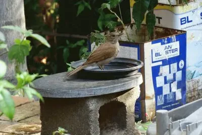 PÃ¡ssaro jigsaw puzzle