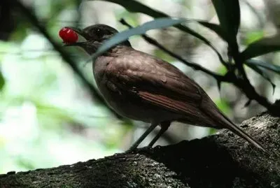 PÃ¡ssaro jigsaw puzzle