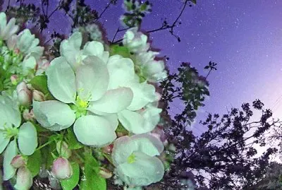 009æ¤ç‰©