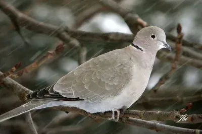 tourterelle jigsaw puzzle