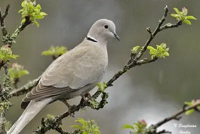 tourterelle jigsaw puzzle