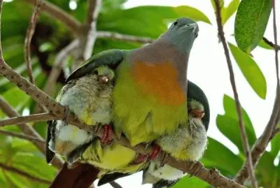 paloma y crias jigsaw puzzle