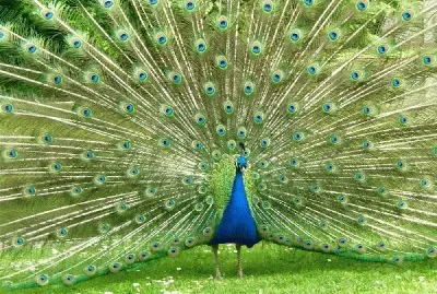 pavo real azul jigsaw puzzle