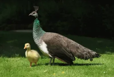 pavo real y pato jigsaw puzzle