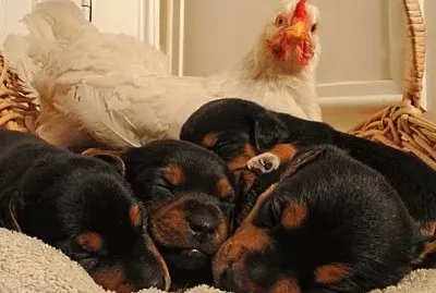 gallina y perros