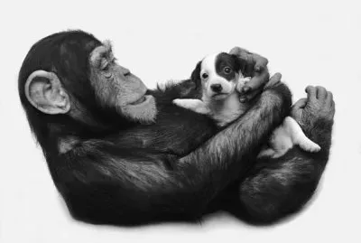 adopciones jigsaw puzzle