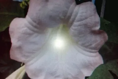 Datura jigsaw puzzle