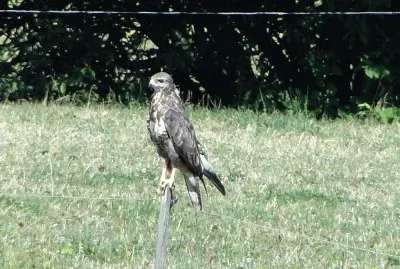 Kragulj jigsaw puzzle