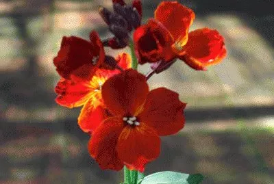 giroflÃ©e
