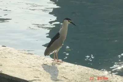 æµ·é³¥ jigsaw puzzle