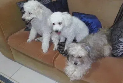 O trio