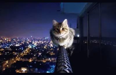 Un gato en peligro. jigsaw puzzle