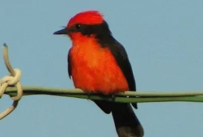 atrapamoscas jigsaw puzzle