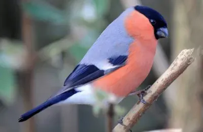 camachuelo jigsaw puzzle