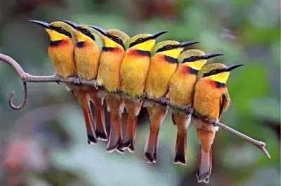 abejarucos jigsaw puzzle