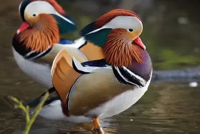 martinmere jigsaw puzzle