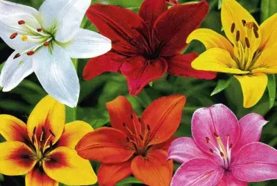 Azucenes jigsaw puzzle