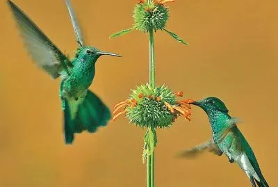 Â³Â£ jigsaw puzzle