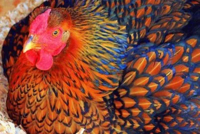 Eggs   Clucks