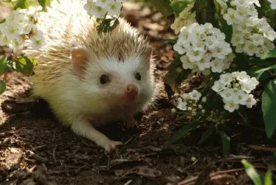 hÃ©rrisson