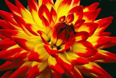 fleurs: dalhia