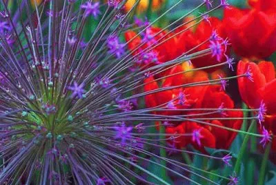 fleurs