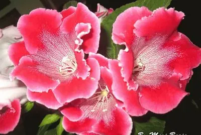 VIOLETAS