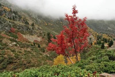 פאזל של Paisatje