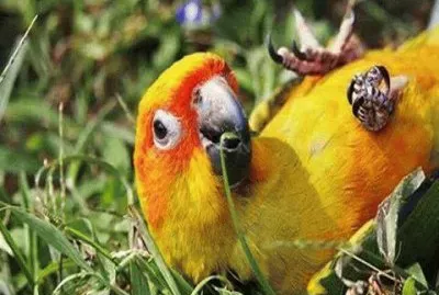 - cota jigsaw puzzle