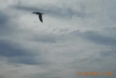 GABBIANO jigsaw puzzle