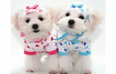 gemelos jigsaw puzzle