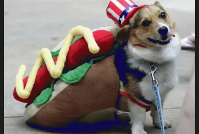 perro disfrazado jigsaw puzzle