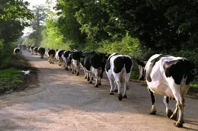 rush-hour jigsaw puzzle