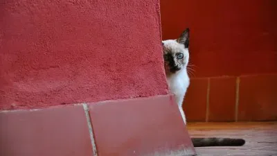 Shy-animals jigsaw puzzle