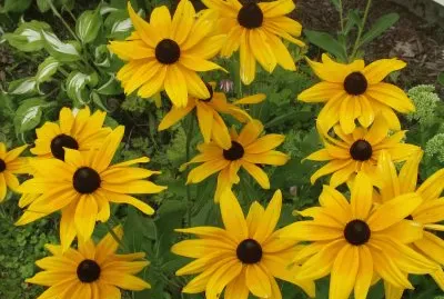 Black-eyed Susans