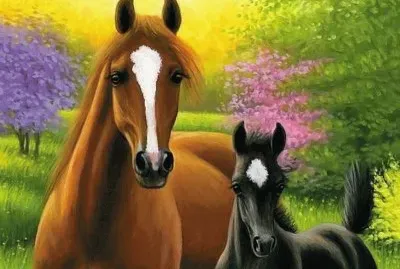 cavalos