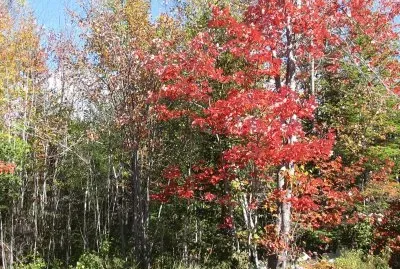 Fall colours
