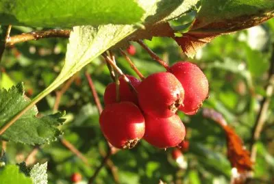 Red berries at dawn