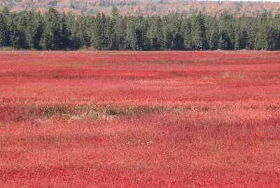 Blueberry field in the fall