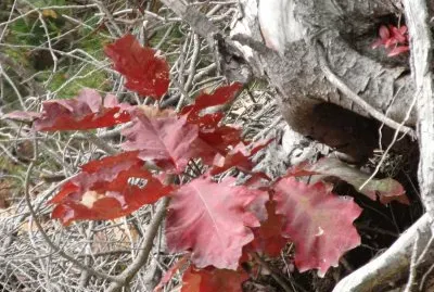 Oak tree leaves
