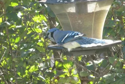Blue Jay at the feeder