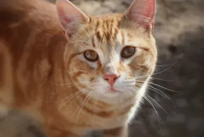 Gatito rubio de lindos ojos